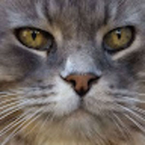 Meet your Posher, Bobbie